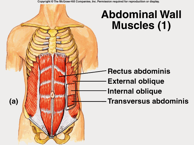 transverse-abdominis